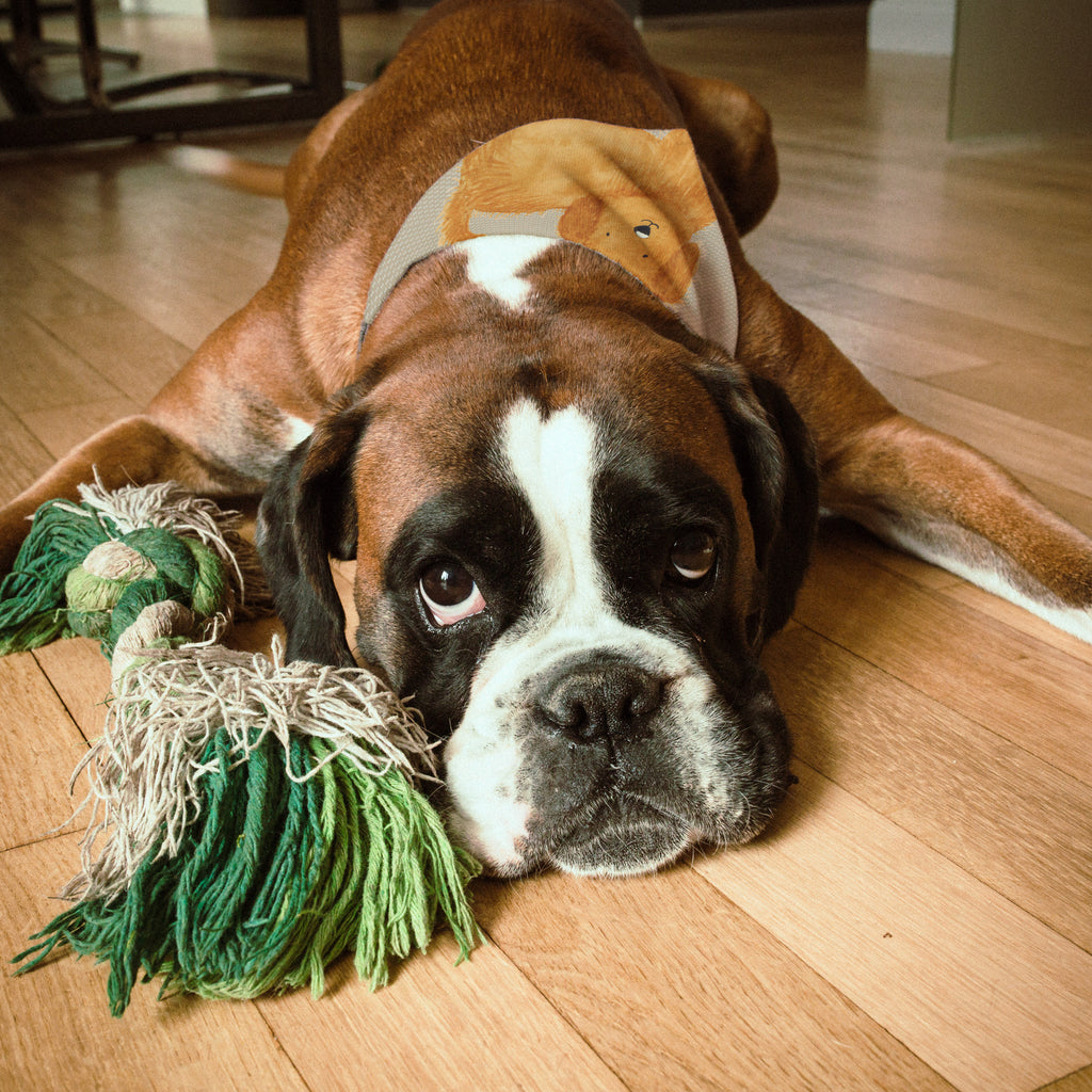 6f894a61c1322cccd634a4fca51bdba6