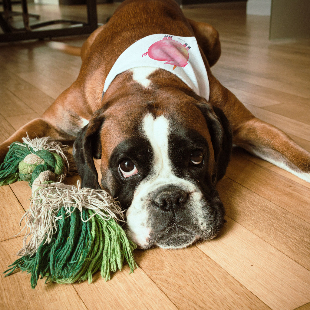 98c3cd742ec48fe5c8d22f6b5f1d24cf