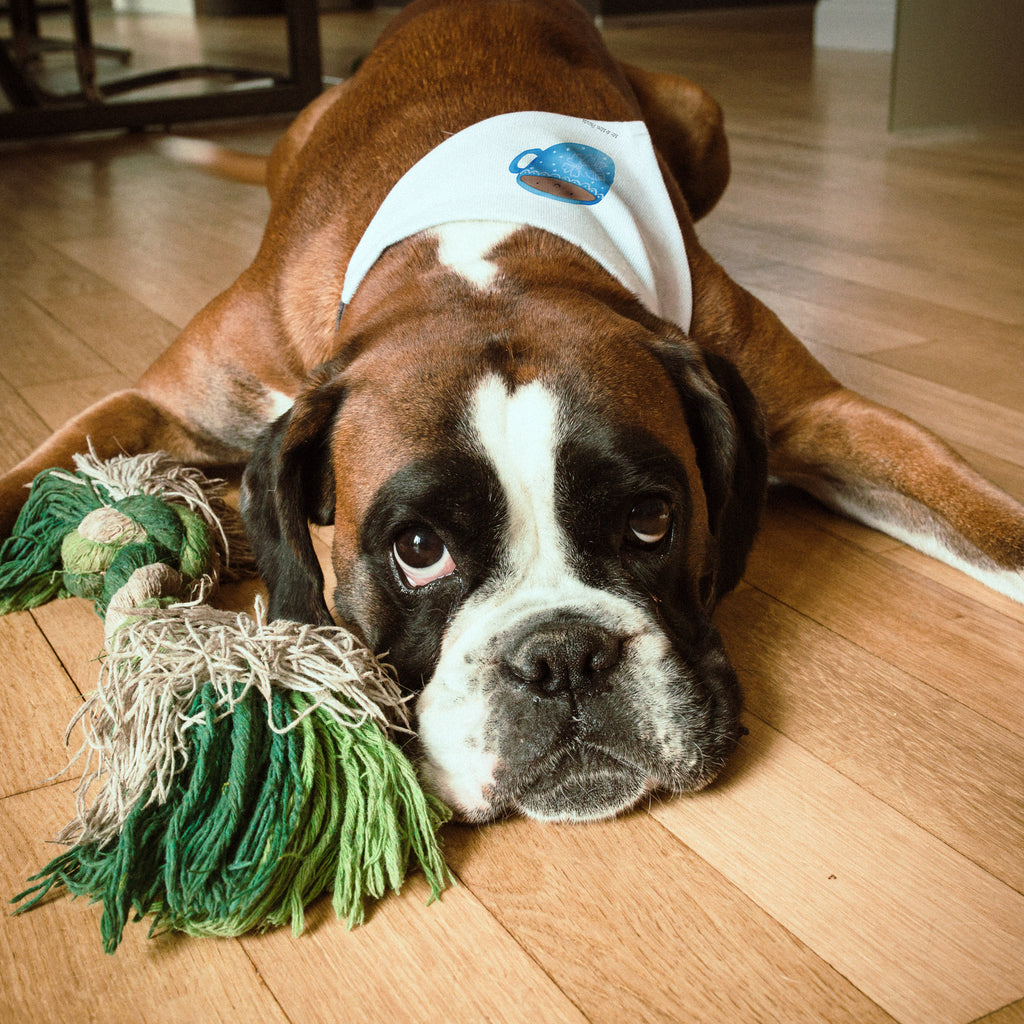 9e53187a371ac2c05c1ebeb8b75172ce